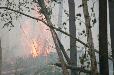 В Рязанской области начались лесные пожары